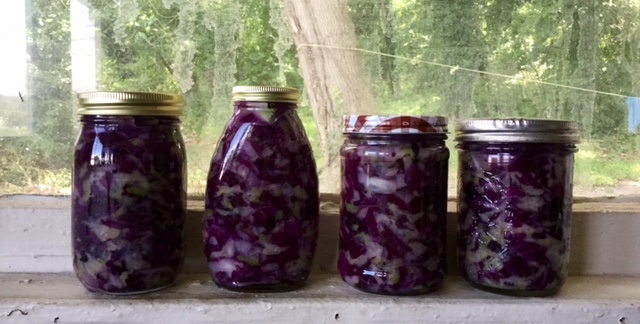 Healthy Eating on $4 a Day in a Food Desert. Fermenting Begins- saurkraut 3